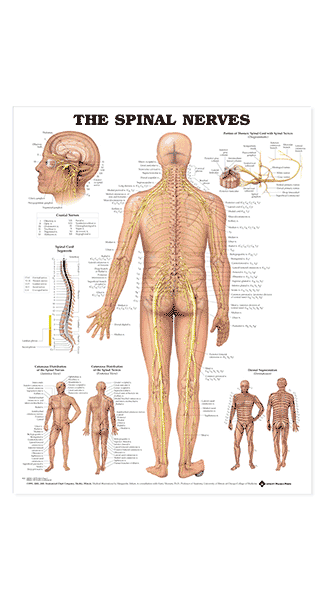 Planche anatomique Le système nerveux VR2620UU